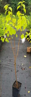 Bois de sainte lucie 'Mahaleb' (Prunus) — jeune arbuste élancé au feuillage clair en pépinière · Pot 2L