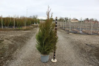 Pot 15L hauteur moyenne 125/150 cm (hors pot)