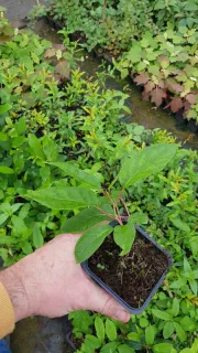 Kiwaï 'Lucy' (Actinidia arguta) — jeune plant vert en pot, tenu en main · Godet