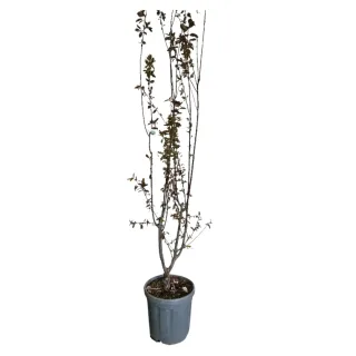 Prunier myrobolan 'Pissardii nigra' (Prunus cerasifera) — jeune arbre élancé en pot plastique gris · Pot 15L