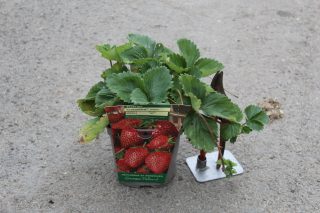 Pot 2L hauteur moyenne 20/40 cm (hors pot)
