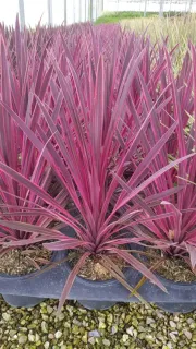 Cordyline 'Paso Doble' (Cordyline australis) — touffes de longues feuilles pourpres en pots alignés · Pot 3L
