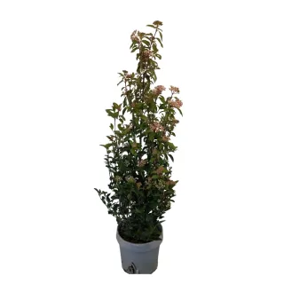 Viorne tin 'Eve price' (Viburnum tinus) — arbuste élancé en pot, inflorescences au sommet · Pot 10L