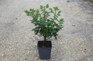 Pot 5L