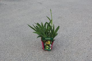 Pot 2,5L