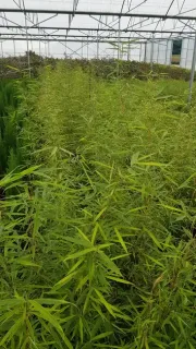Bambou 'Campbell' (Fargesia robusta) — rangées de tiges élancées vert clair en serre · Pot 3L Touffe