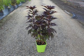 Pot 8L