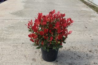 Pot 7.5L