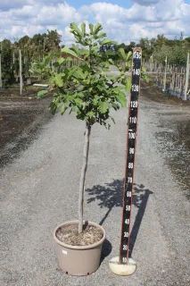 Pot 15L Formé en demi-tige (tige 130 cm) – Hauteur 175/200 cm (hors pot)