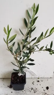 Olivier d'europe 'Picholine' (Olea europaea) — jeune arbuste au feuillage allongé en pot · Godet