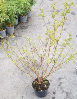 Mauve du cap (Anisodonthea malvastroides) — jeune arbuste ramifié au feuillage vert en pépinière · Pot 3L Touffe