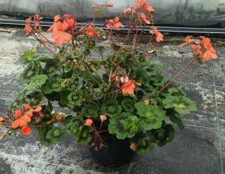 Géranium zonal panaché 'Gazelle' (Pelargonium) — plante fleurie en pot noir sur sol bétonné · Pot 3L