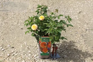 Rosier 'Henri delbard' (Rosa hybrida) — plante fleurie en sac de culture sur graviers · Pot 3L