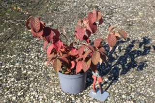 Viorne de chine 'Mariesii' (Viburnum plicatum) — Pot 3L