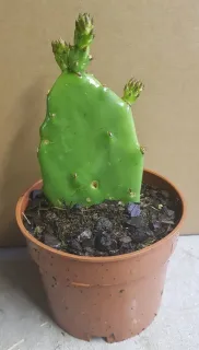 Figuier de barbarie (Opuntia ficus-indica) — raquette de cactus verte en pot plastique · Godet