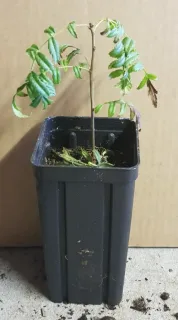 Xanthoceras (Xanthoceras sorbifolia) — jeune plant à fines feuilles en pot plastique · Godet