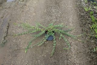 Pot 2L