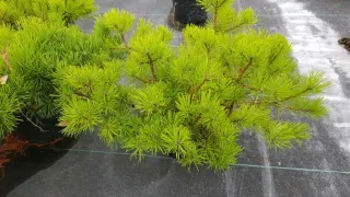Pin de montagne 'Mughus' (Pinus) — touffe dense de rameaux à aiguilles vert vif · Pot 3L Touffe