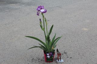 Pot 2,5L