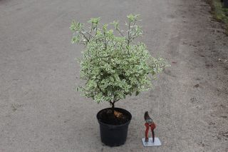 Pot 3L