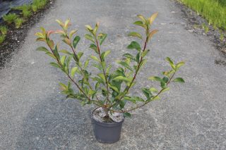 Pot 3L hauteur moyenne 40/60 cm (hors pot)