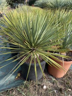 Pot 10L Hauteur 40-50 cm (hors pot)