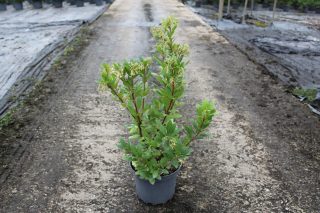 Pot 7.5L