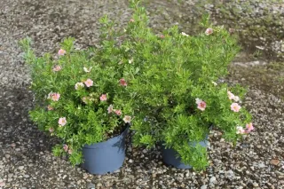 Potentille 'Pink paradise' (Potentilla fruticosa) — deux arbustes fleuris en pot sur gravier · Pot 3L