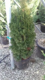 Thuya émeraude 'Emeraude' (Thuja occidentalis) — conifère dense en pot sur gravier de pépinière · Pot 20L