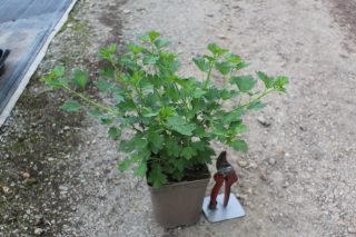 Pot 2L hauteur moyenne 20/40 cm (hors pot)