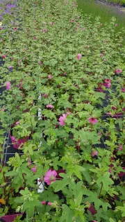 Anisodontea 'El rayo' — rangées de plants fleuris en pépinière · Pot 3L