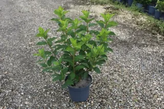 Pot 5L