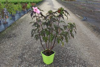 Pot 8L