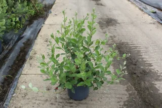 Feijoa 'Mammoth' (Feijoa sellowiana) — arbuste vert ramifié en pot plastique sombre · Pot 7.5L