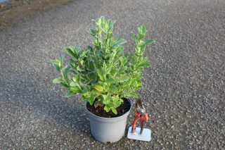 Pot 3L