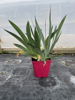 Pot 2,5L