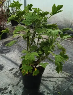Géranium au parfum de citron (Pelargonium scabrum) — jeune plante verte en pot plastique noir · Pot 3L