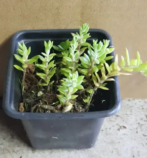 Orpin sarmenteux (Sedum sarmentosum) — jeune plant succulent en pot plastique carré · Godet
