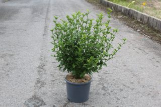 Pot 15L hauteur moyenne 60/80 cm (hors pot)