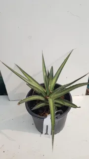 Agave du chihuahua (Agave lechuguilla) — plante succulente épineuse en rosette dans pot plastique · Pot 2.5L