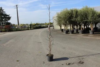 Pot 7.5L Arbre colonnaire – Hauteur 100-150 cm (hors pot)