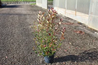 Pot 7.5L hauteur moyenne 60/80 cm (hors pot)