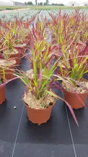 Impérate 'Red baron' (Imperata cylindrica) — touffe de graminée colorée en pot plastique · Pot 2.5L Touffe