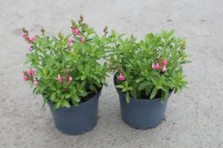 Sauge gregii 'Mirage rose bicolor' (Salvia gregii) — deux jeunes plants fleuris en pots plastiques · Pot 3L