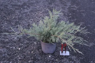 Pot 3L hauteur moyenne 40/60 cm (hors pot)