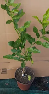 Kaffir (Citrus hystrix) — jeune arbuste au feuillage vert en pot · Pot 1.5L Tige