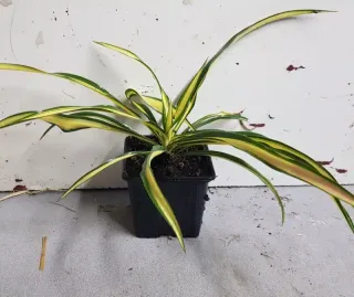 Yucca 'Color guard' (Yucca filamentosa) — jeune plant à longues feuilles panachées en pot · Godet