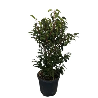 Laurier du portugal 'Angustifolia' (Prunus lusitanica) — jeune arbuste dressé au feuillage dense · Pot 10L