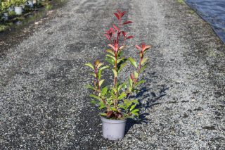 Pot 3L hauteur moyenne 60/80 cm (hors pot)