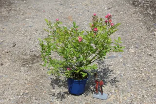 Pot 2L